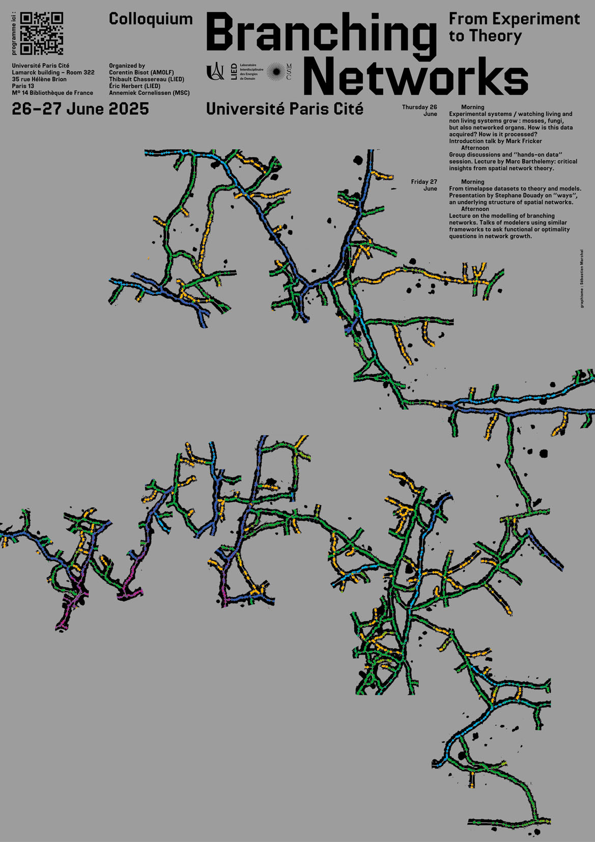 *Podospora anserina* thallus growth