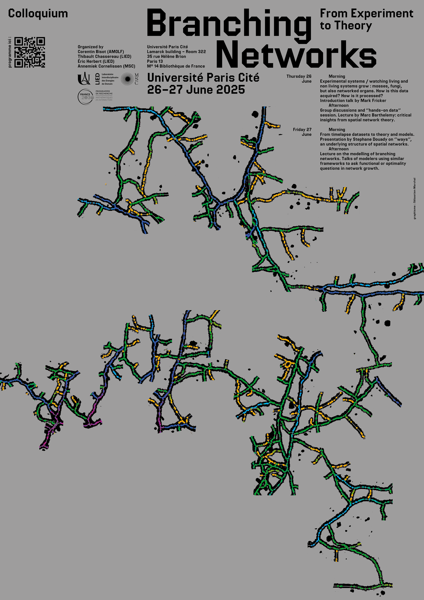 *Podospora anserina* thallus growth