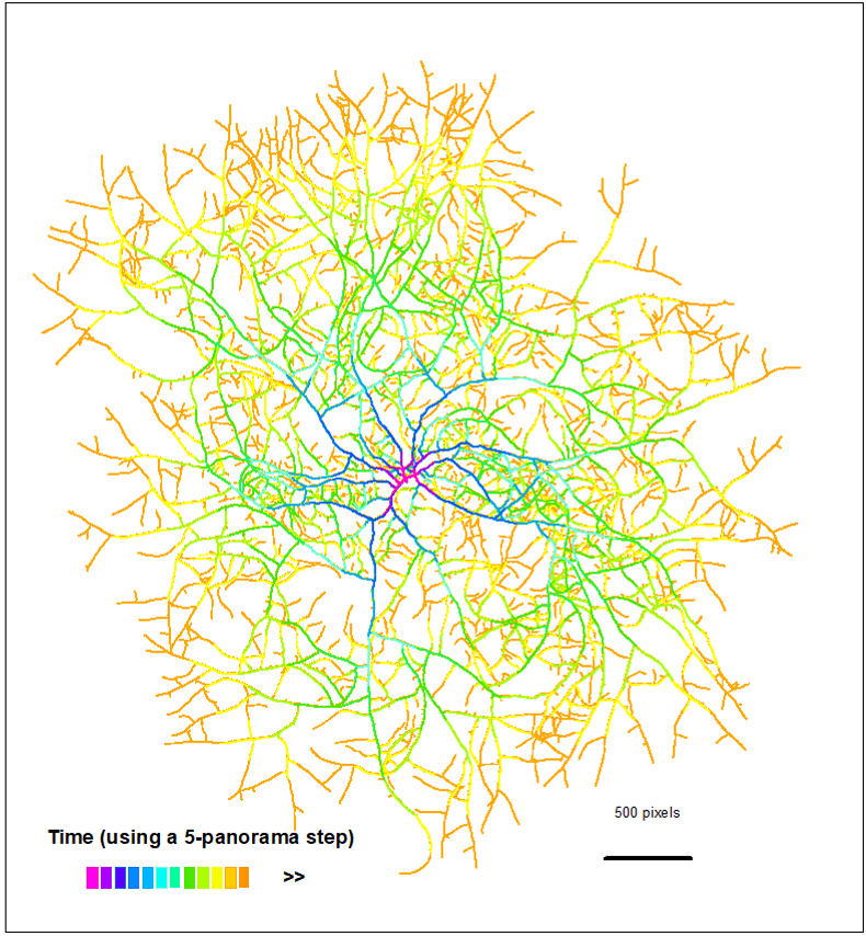 Fungal Network